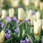 Keukenhof blomsterpark