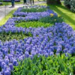 Keukenhof blomsterpark
