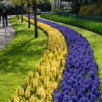 Keukenhof blomsterpark