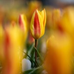 Keukenhof blomsterpark