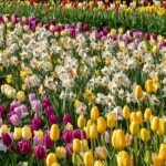 Keukenhof blomsterpark