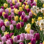 Keukenhof blomsterpark