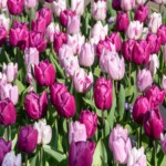 Keukenhof blomsterpark