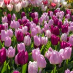 Keukenhof blomsterpark