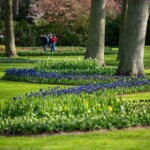 Keukenhof blomsterpark