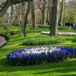 Keukenhof blomsterpark