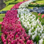 Keukenhof blomsterpark