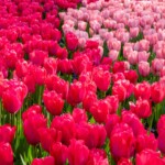 Keukenhof blomsterpark