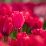 Keukenhof blomsterpark