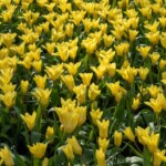 Keukenhof blomsterpark