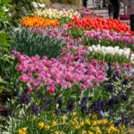 Keukenhof blomsterpark