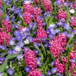 Keukenhof blomsterpark