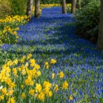 Keukenhof blomsterpark