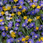 Keukenhof blomsterpark