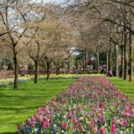 Keukenhof blomsterpark